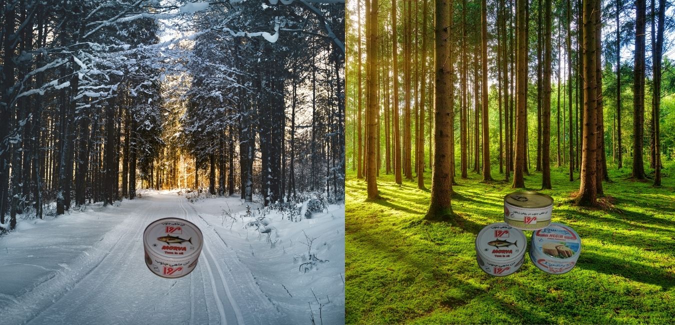 آیا مصرف ماهی در فصل تابستان مضر است؟